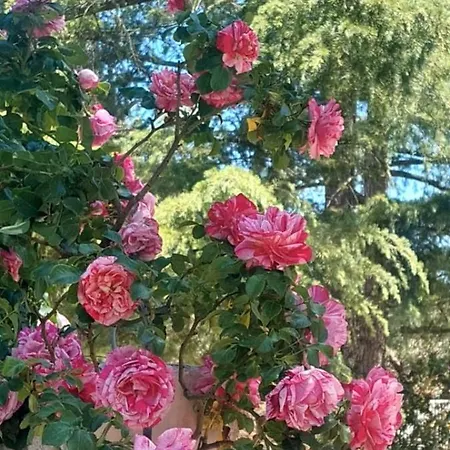 Il Trullo Delle Rose, Monopoli By Il Pumo Di Puglia Villa